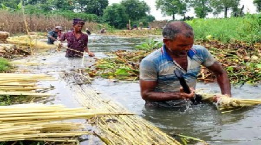 সোনালি আঁশে সুদিন ফেরানোর চেষ্টা