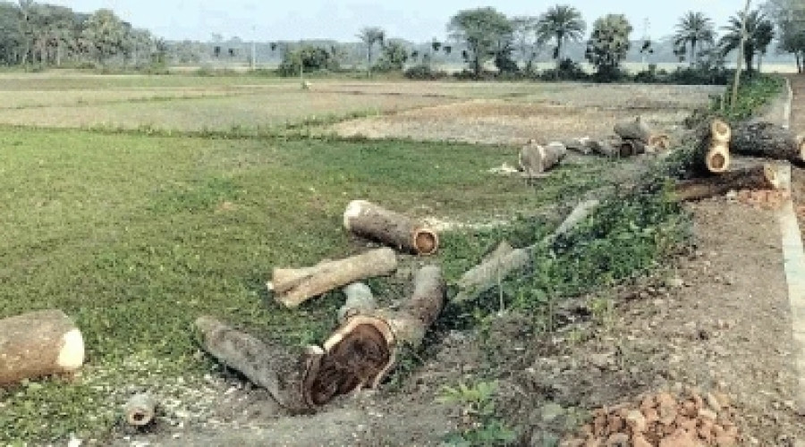 নড়াইলে চলছে সরকারি গাছ কাটার মহোৎসব, মামলার পরও থামছে না